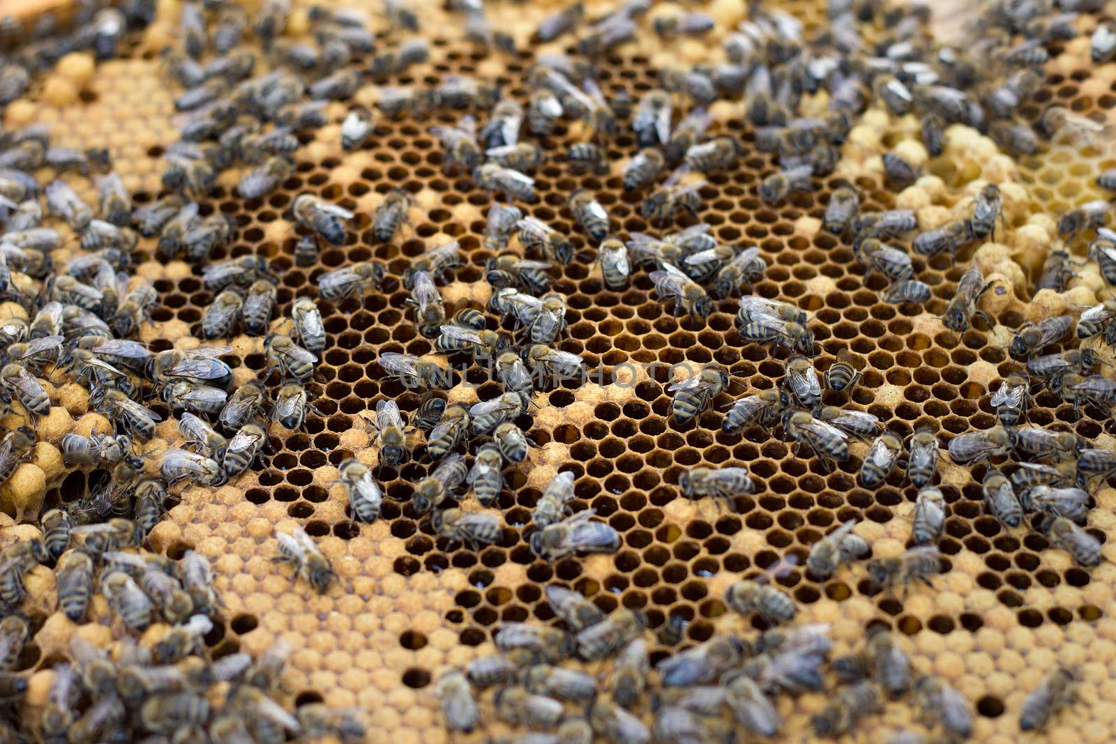 bees on honey frame. Breeding bees. Beekeeping