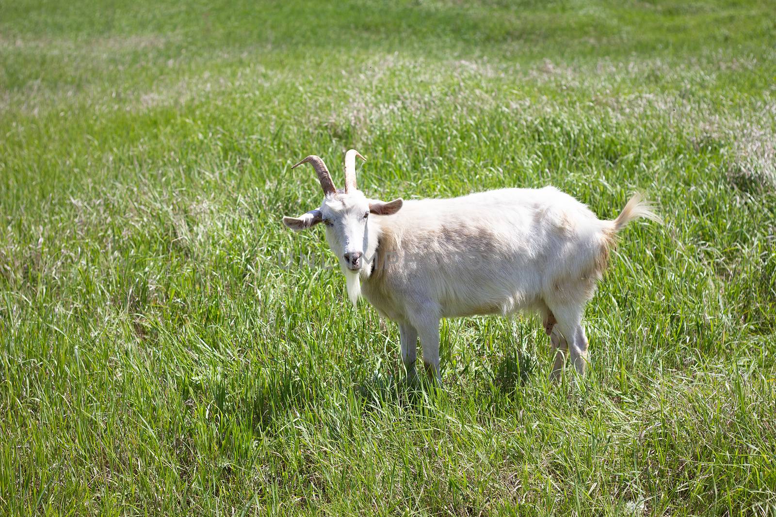 White goat on a green meadow. Walking agriculture. Pets