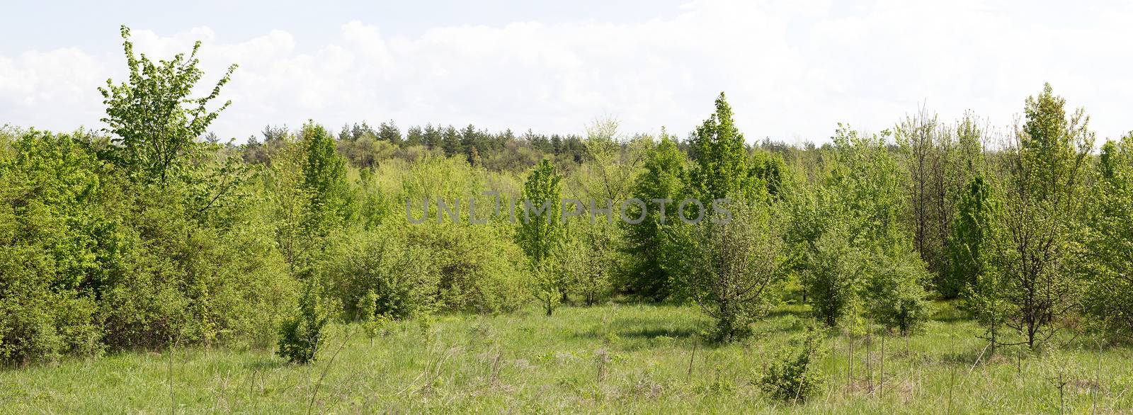 panorama of young forest. Calm forest. Nature