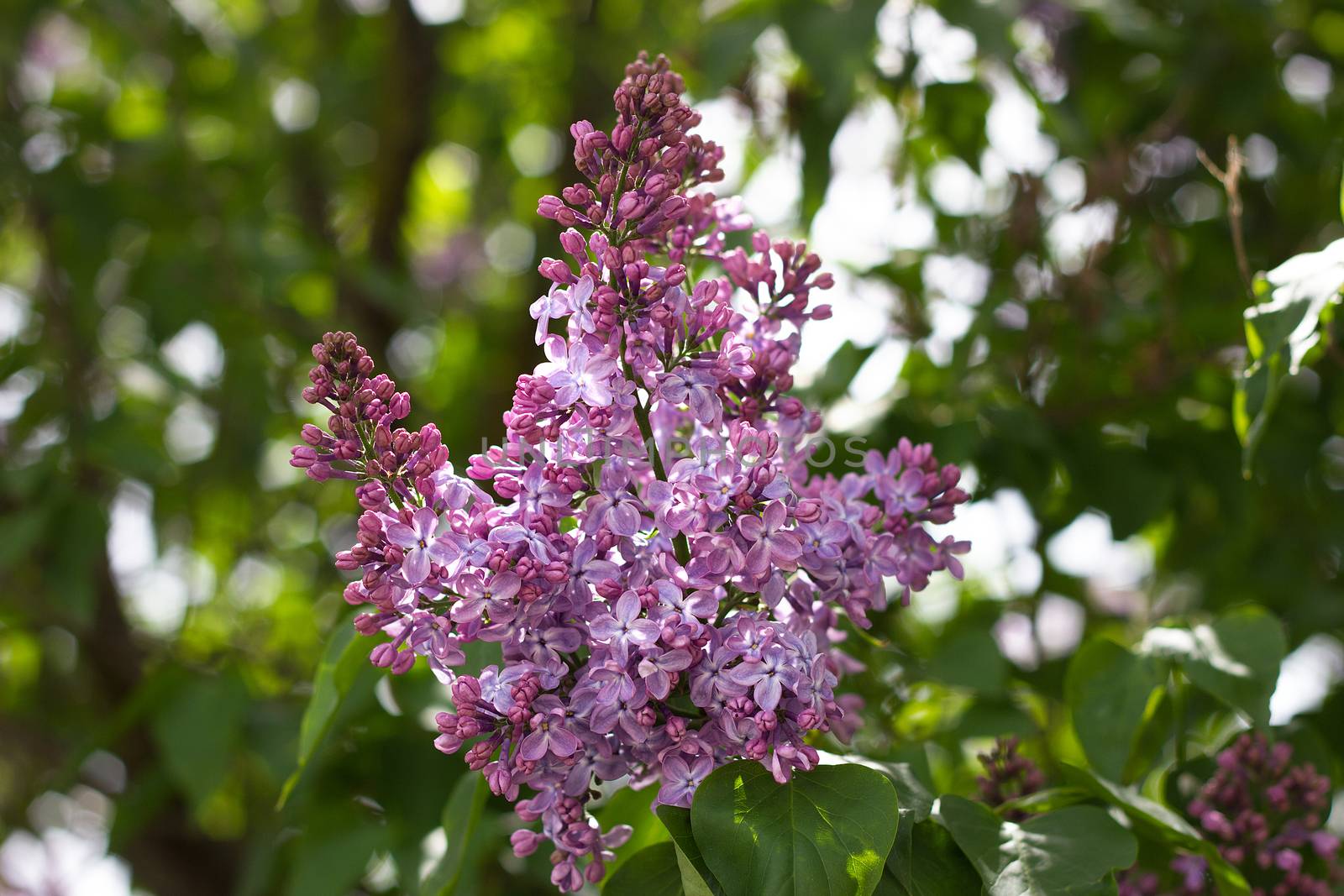 purple lilac outdoors. Gentle spring background. Spring May Flow by kasynets_olena