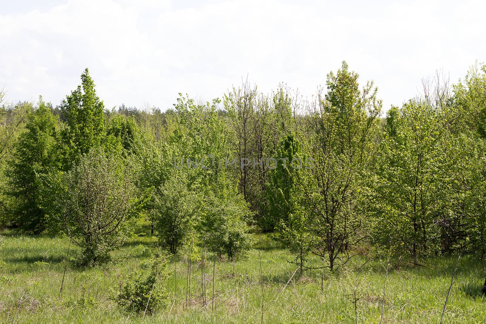 young forest, landscape of tranquil forest. Spring season by kasynets_olena