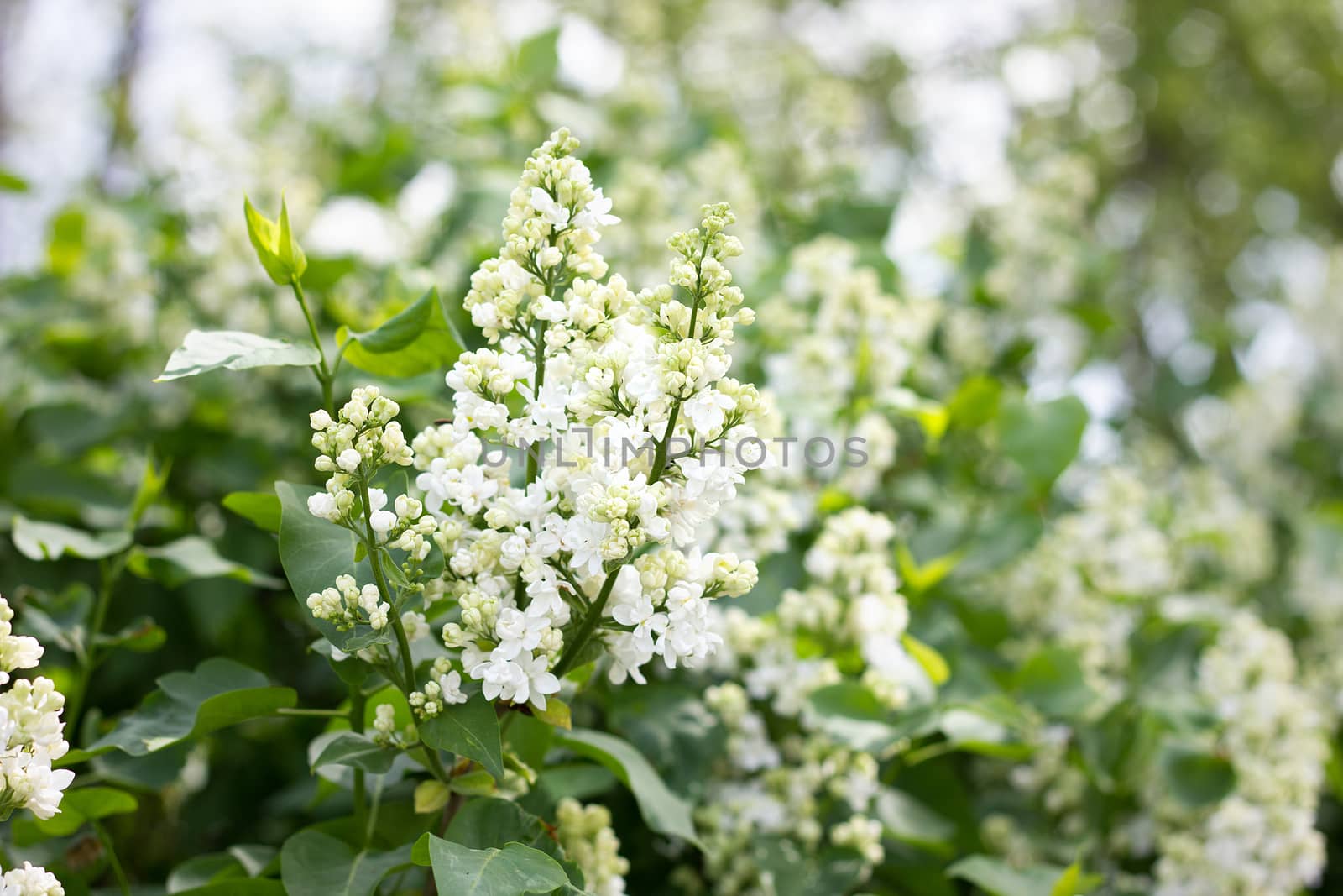 a sprig of white lilac outdoors. May flowers. Spring gentle background.