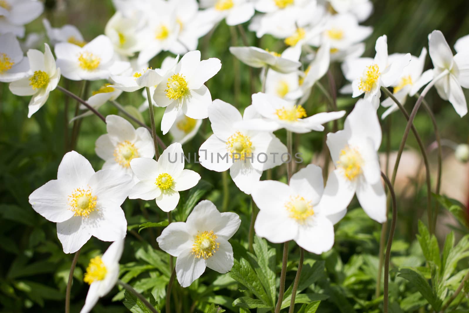 glade of white flowers. Spring flowers . Field perennial white flowers.