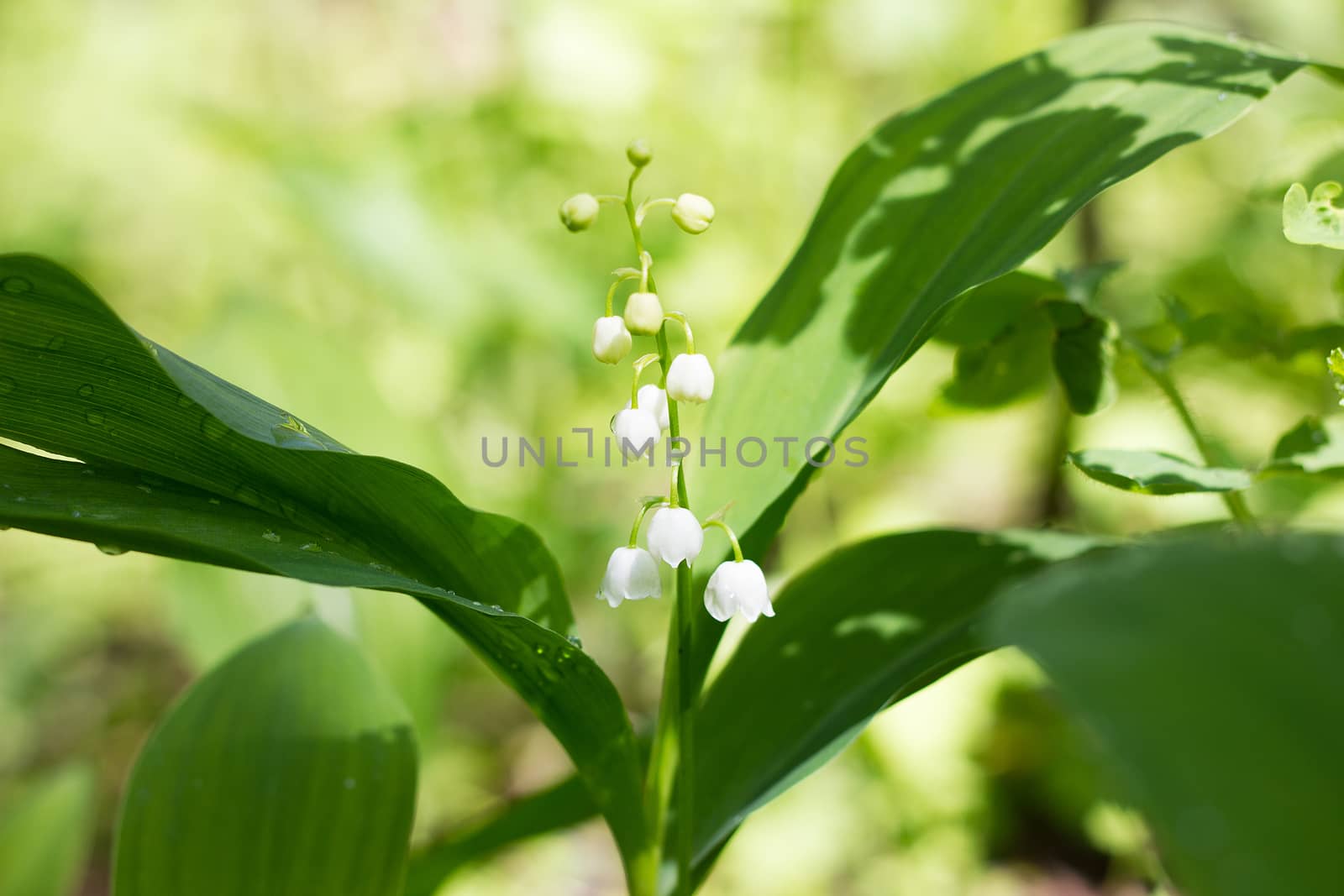 One lily of the valley in the spring forest. Gentle spring flowe by kasynets_olena