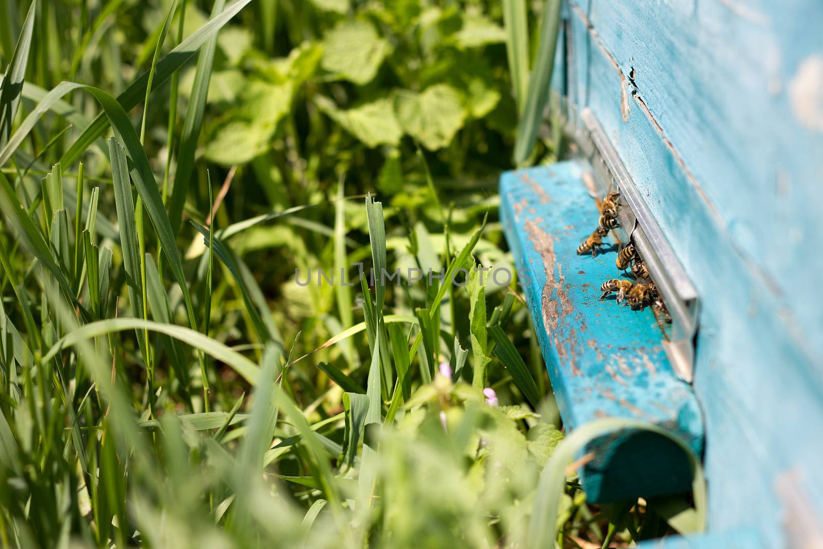 Bees fly out of evidence. Bees collect nectar . Bee breeding