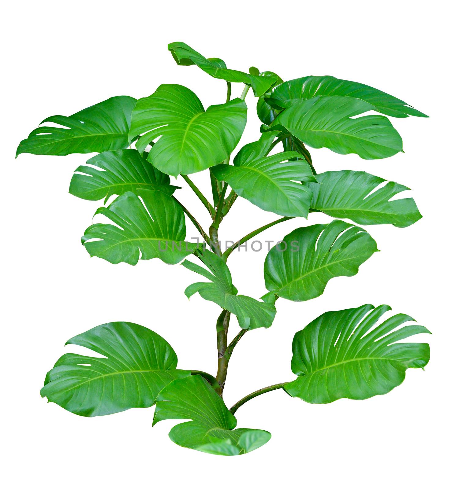 Monstera leaves leaves with Isolate on white background Leaves on white