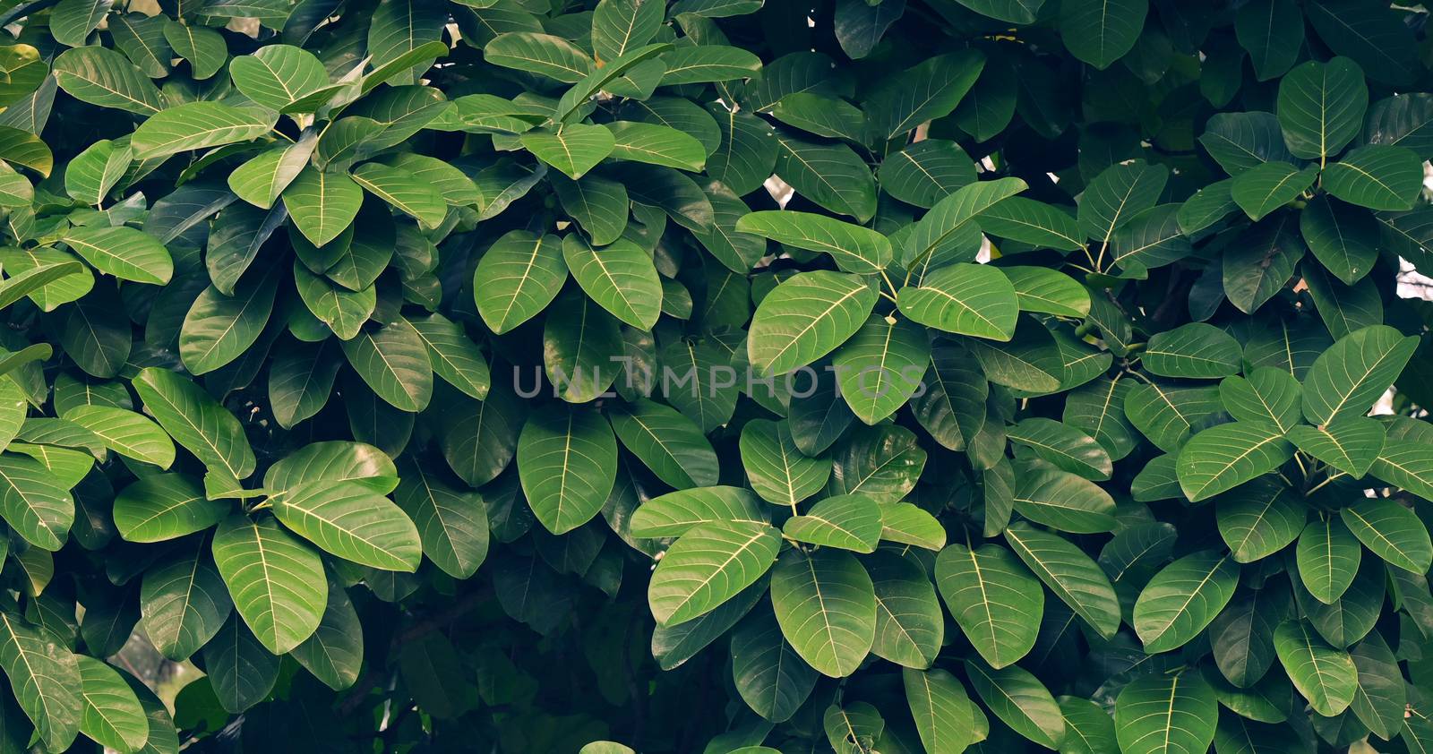 Leaves Calathea ornata pin stripe background blue