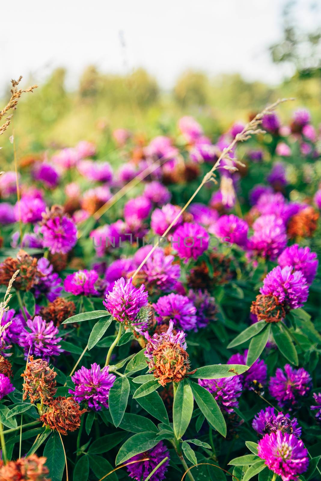 Meadow of Pink Clover Flowers on a Sunny Day. Selective Focus.