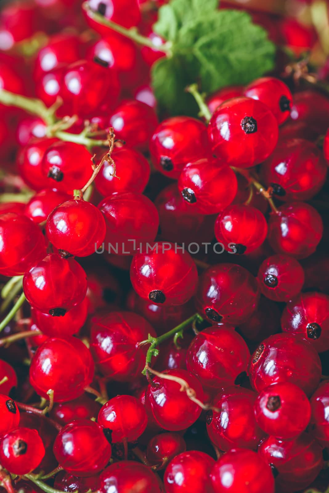Background of Ripe and Juicy Red Currant.
