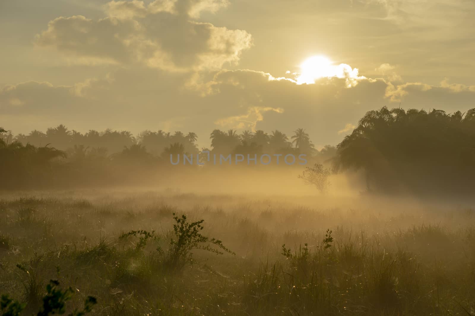 Fog over the grass In the morning Nature along the way in Chumphon Province