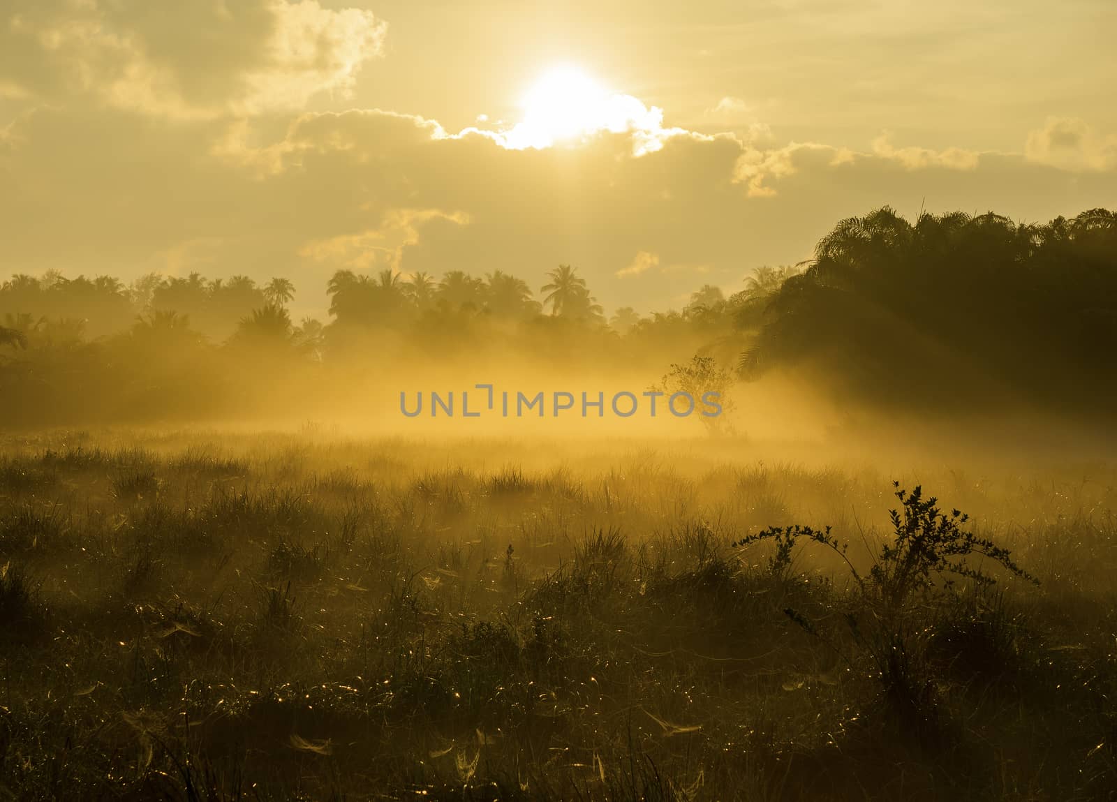 Fog over the grass In the morning Nature along the way in Chumphon Province
