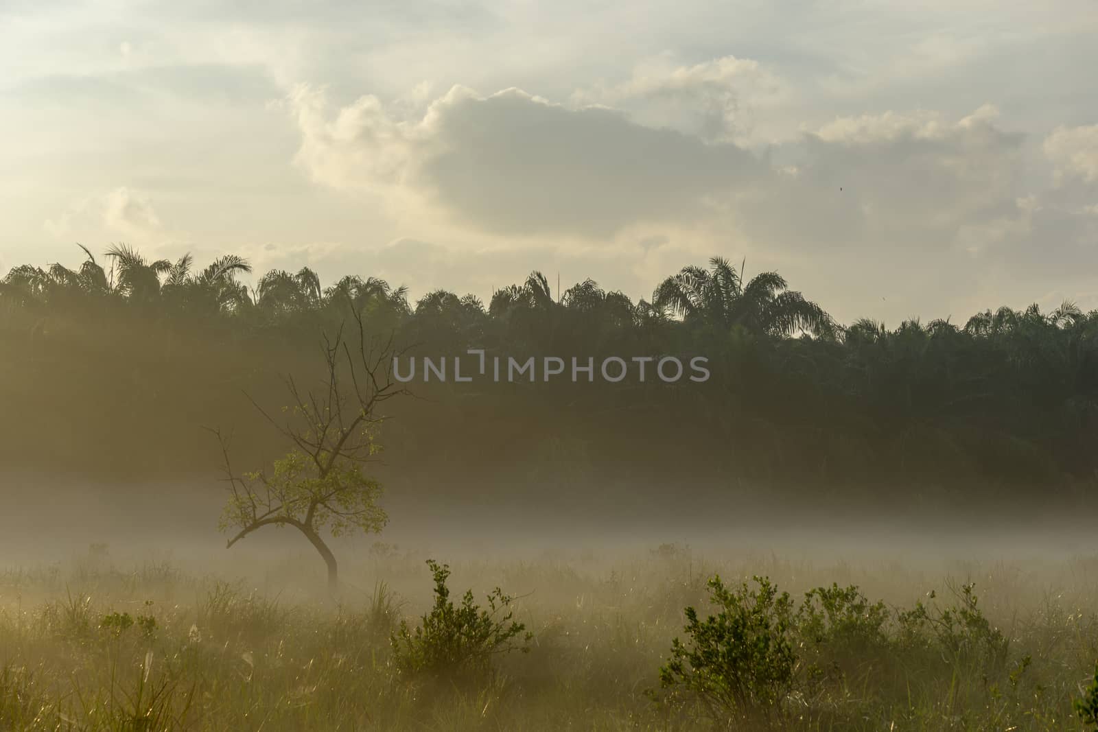 Fog over the grass In the morning Nature along the way in Chumphon Province