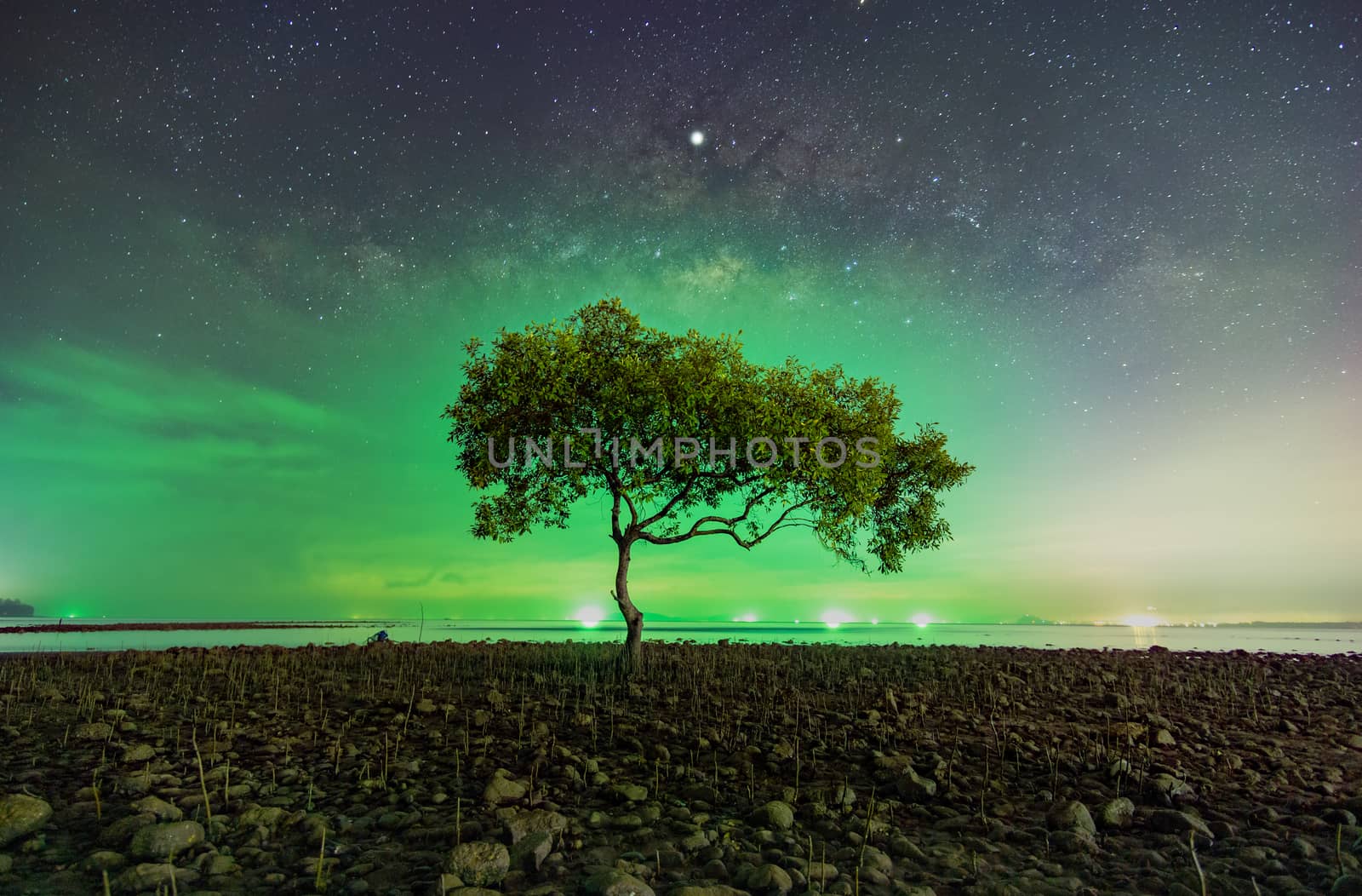 One tree at Chumphon beach, Chumphon province. The movement of clouds and the Milky Way. The mangrove area receives green light from fishing boats.