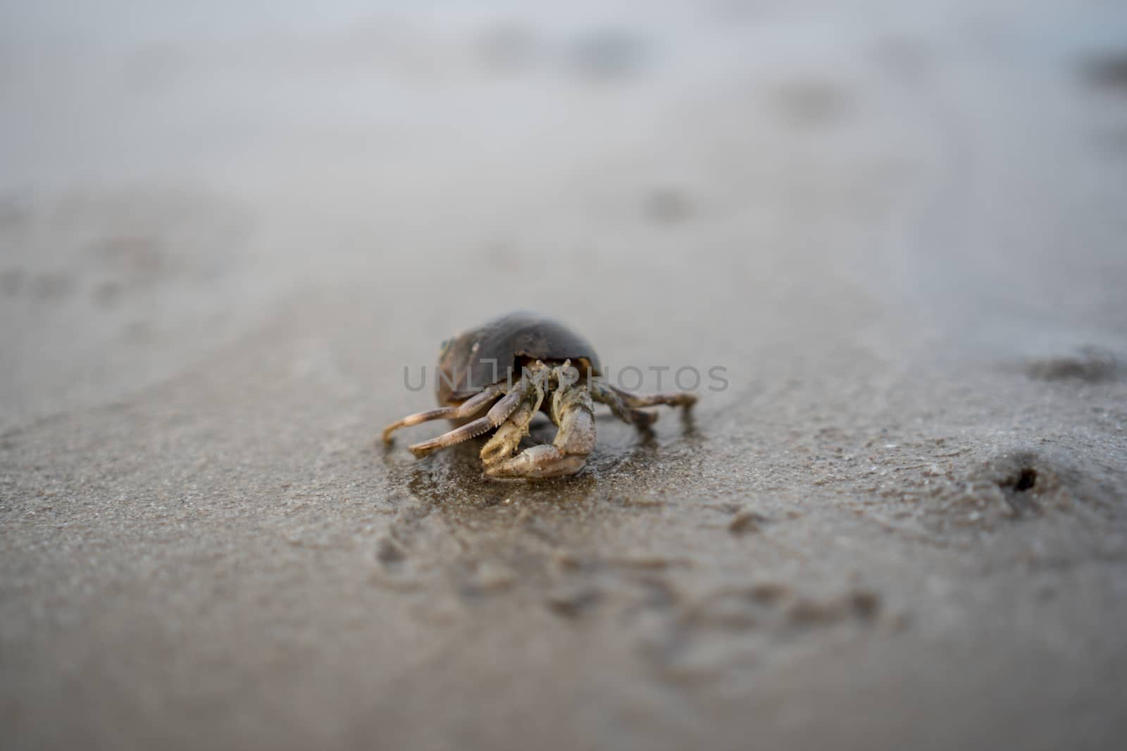 Hermit crabs live on the sand by the sea	

