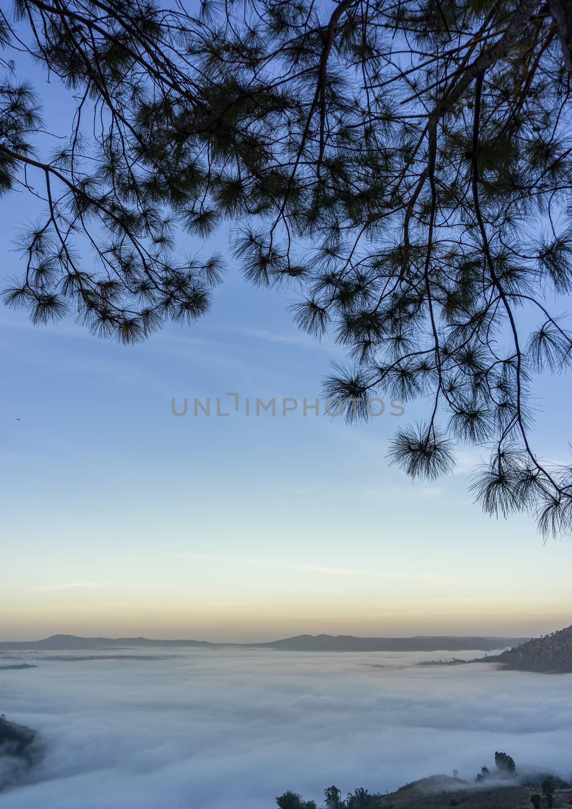 Frame of pine tree leaves The background is the morning mist at Khao Kho, Phetchabun Province.