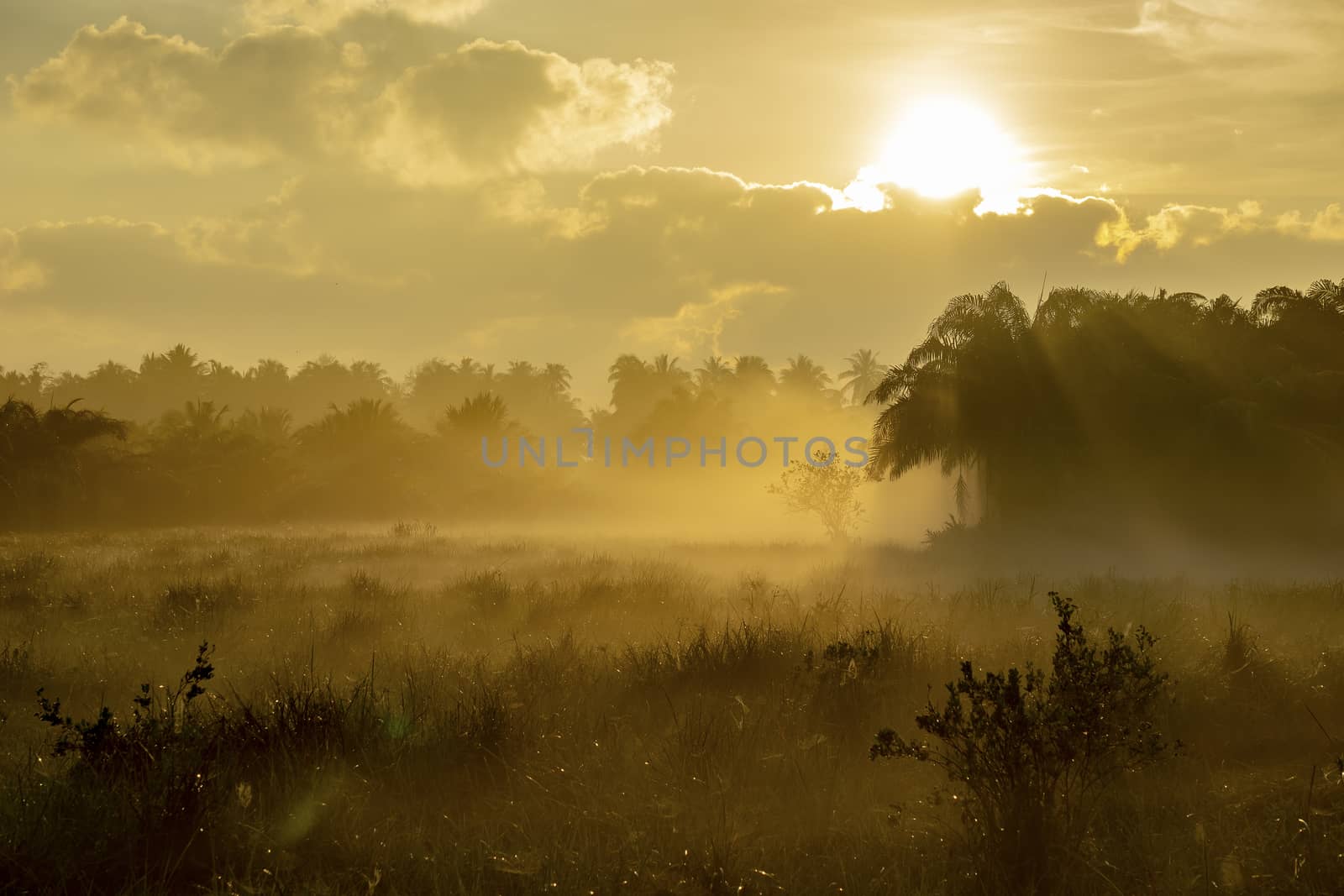 Fog over the grass In the morning Nature along the way in Chumphon Province