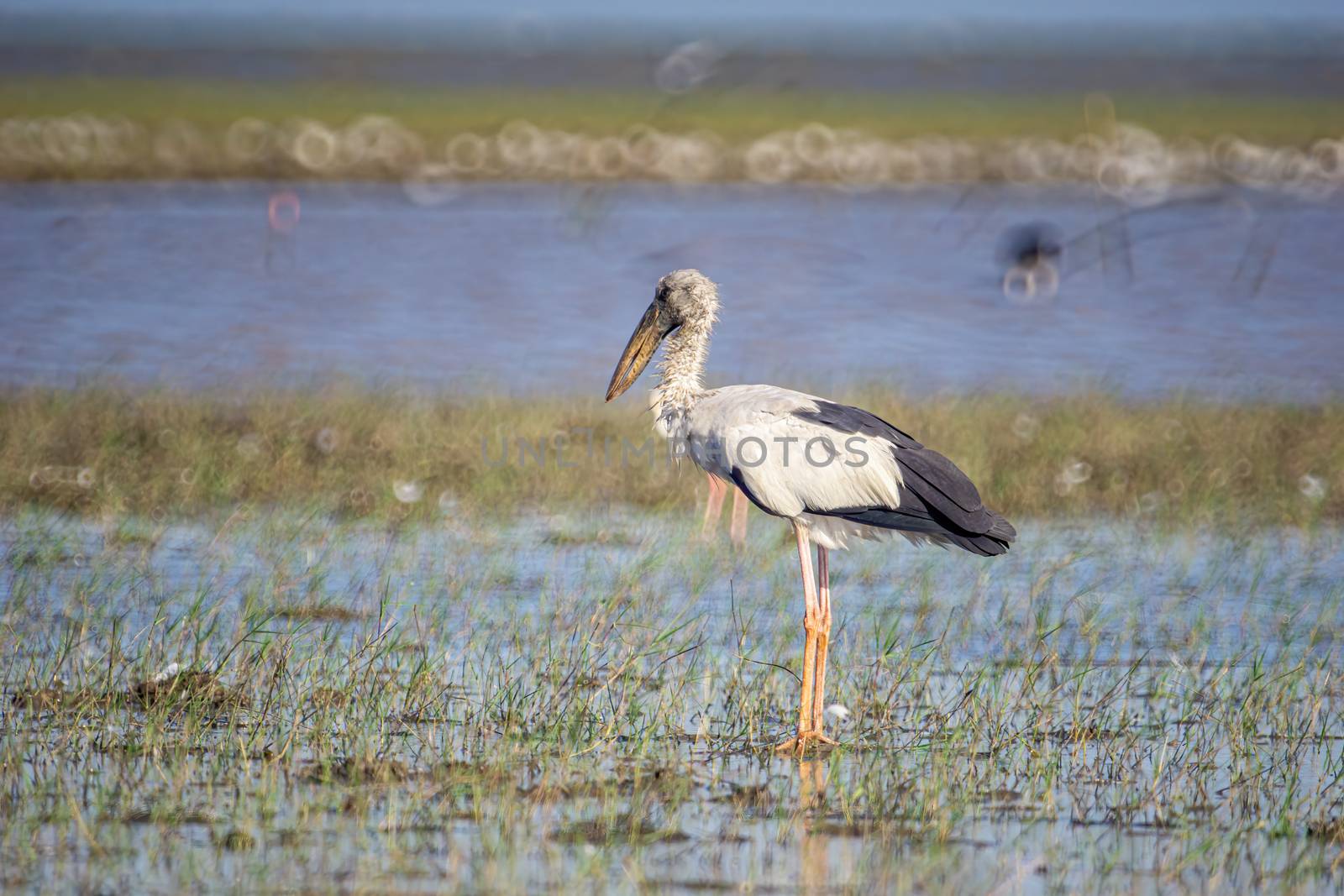 Birds live and swim in freshwater lakes, local birds in the world wetlands (Ramsa site).