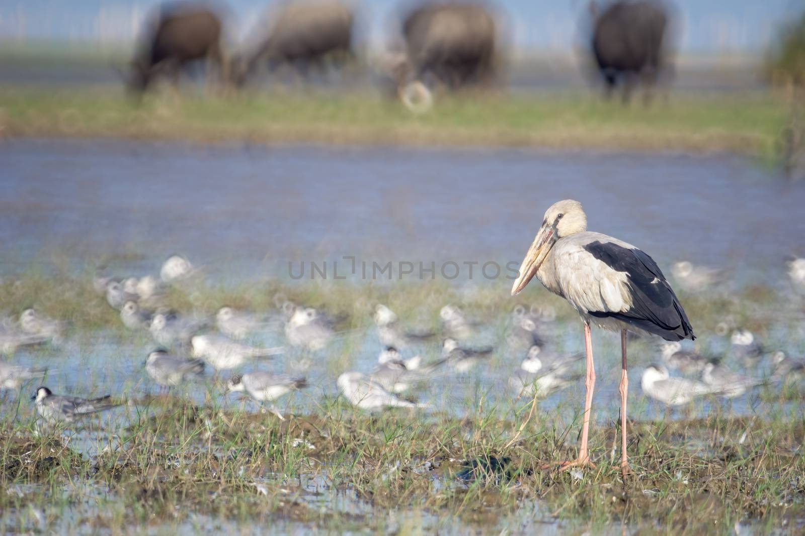 Birds live and swim in freshwater lakes, local birds in the world wetlands (Ramsa site).