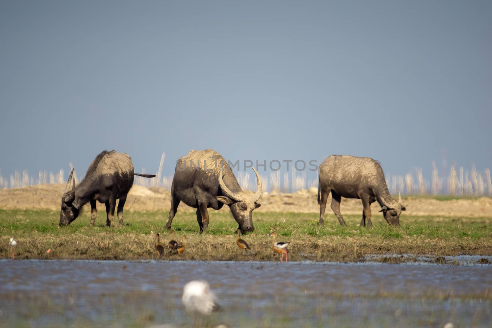 Buffalo on the mound Beside the pond, transformed by mud, it was eating grass