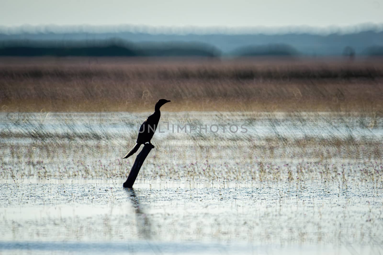 Birds live and swim in freshwater lakes, local birds in the world wetlands (Ramsa site).