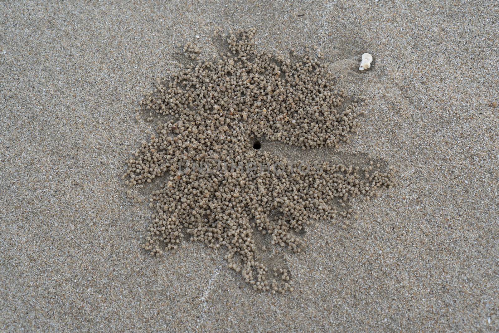 The floating groove of the habitat of Horn-eyed ghost crab or Ocypode on the white sand by the sea	