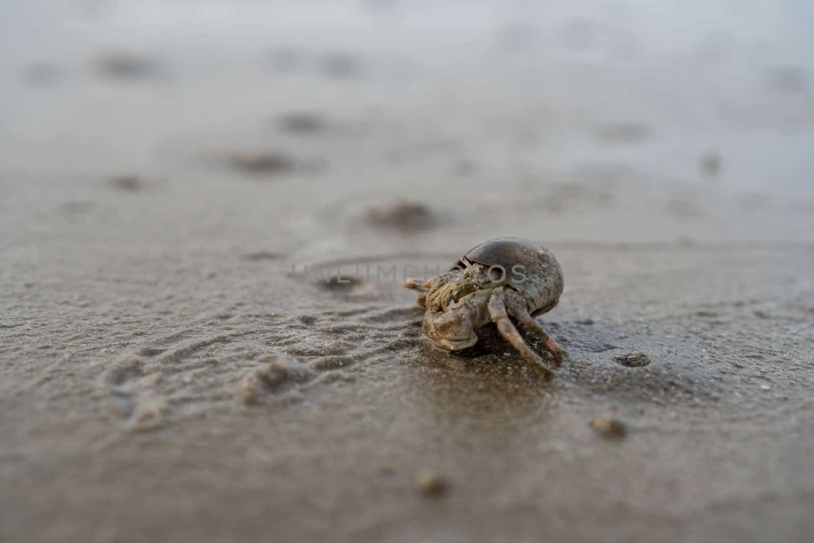 Hermit crabs live on the sand by the sea	

