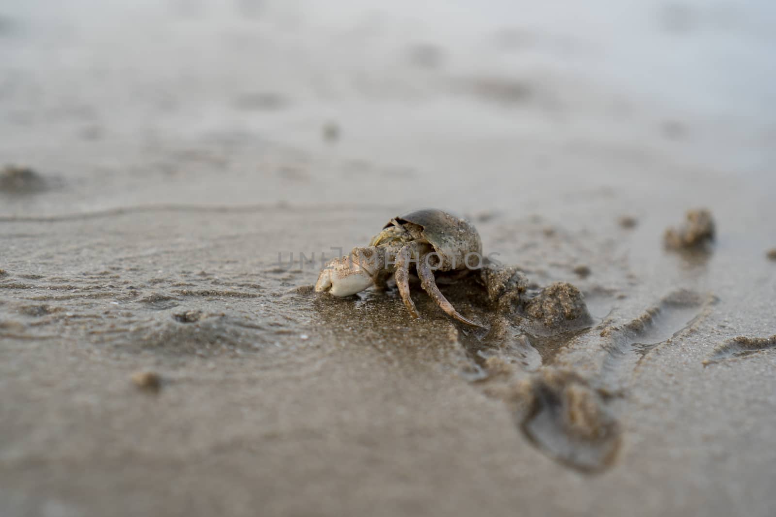 Hermit crabs live on the sand by the sea. Hermit crabs digging sand to bury themselves to hide from predators.	

