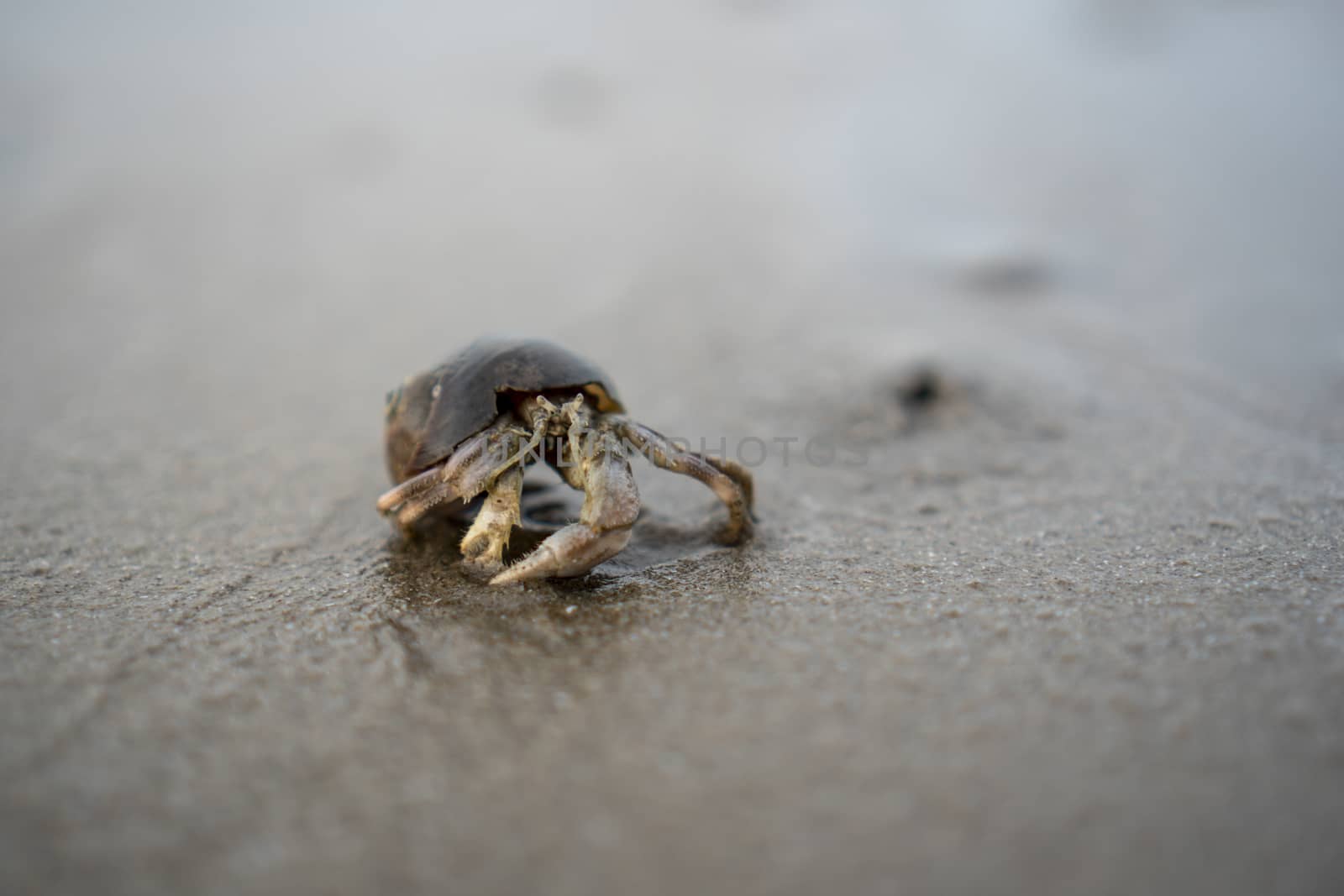 Hermit crabs live on the sand by the sea	

