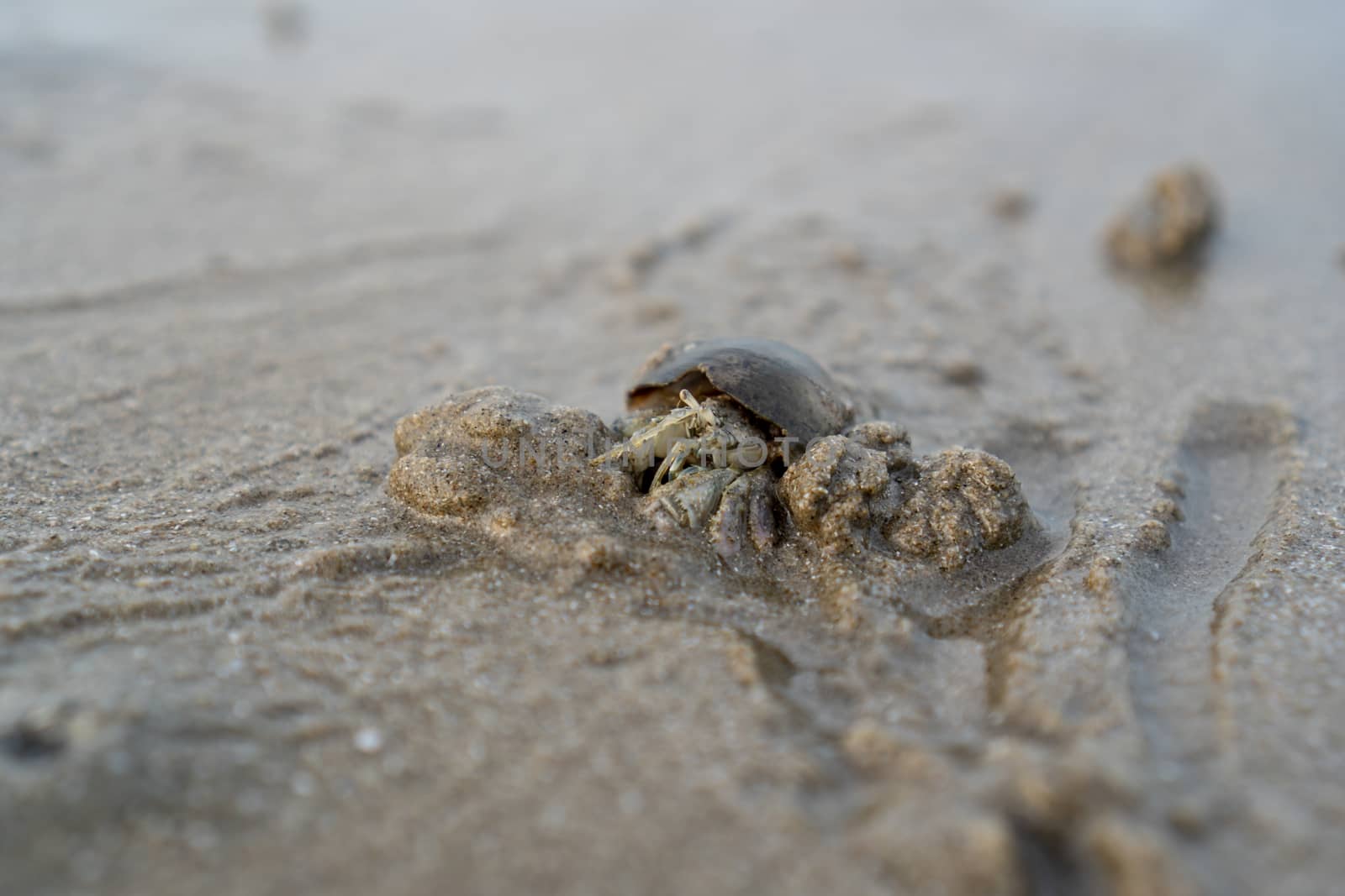 Hermit crabs live on the sand by the sea. Hermit crabs digging sand to bury themselves to hide from predators.	

