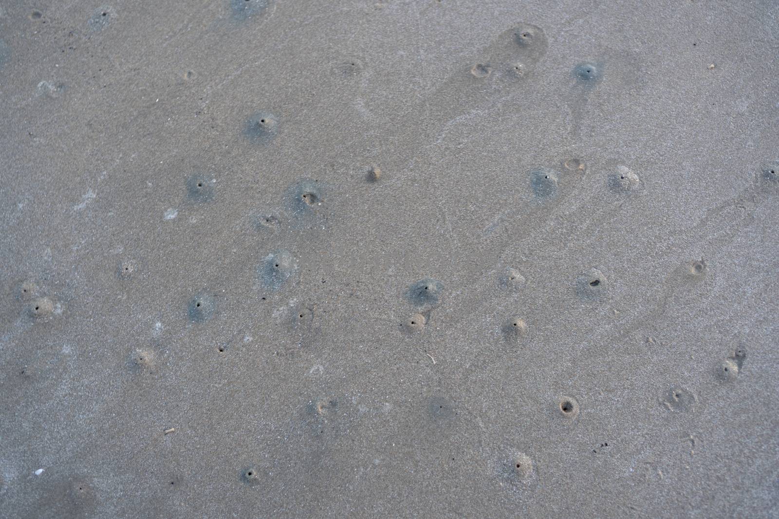The floating groove of the habitat of Horn-eyed ghost crab or Ocypode on the white sand by the sea	