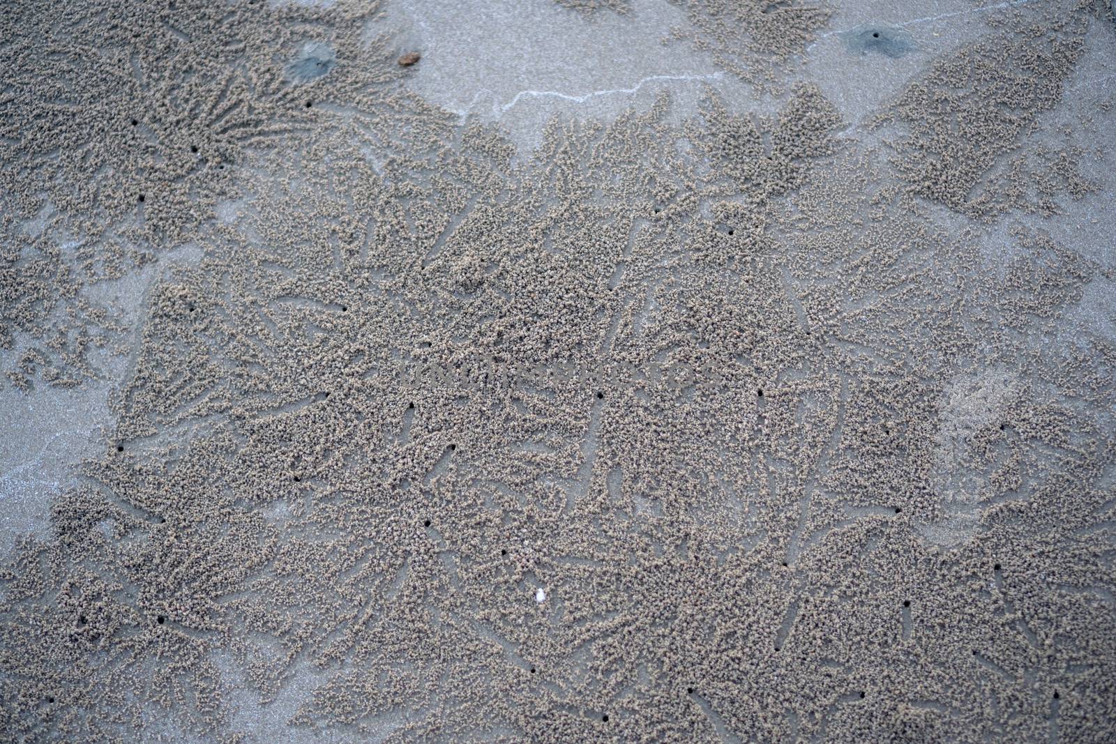 The floating groove of the habitat of Horn-eyed ghost crab or Ocypode on the white sand by the sea	
