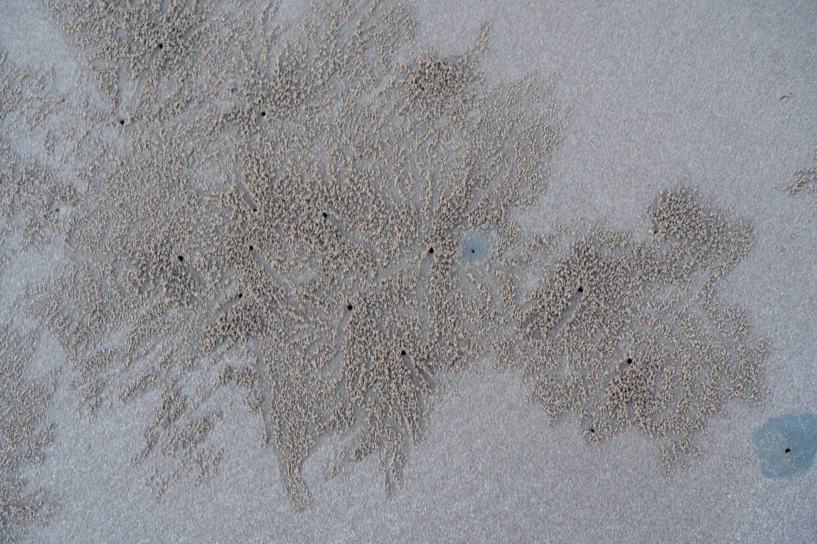 The floating groove of the habitat of Horn-eyed ghost crab or Ocypode on the white sand by the sea	