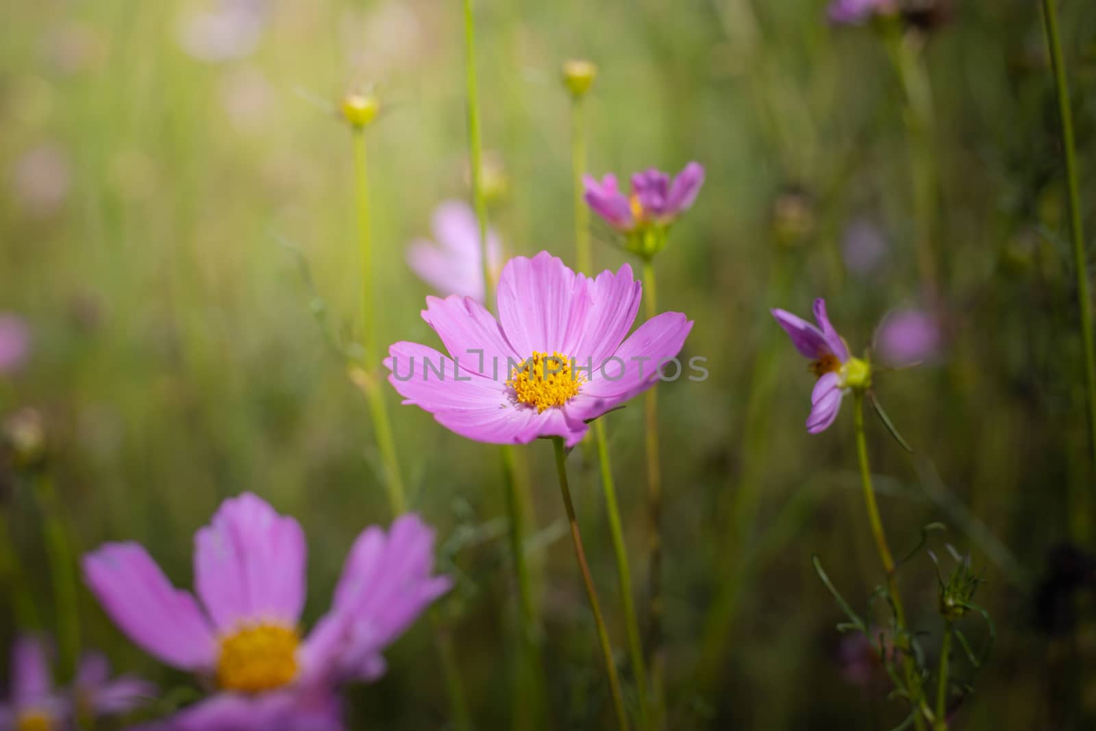 The background image of the colorful flowers, background nature