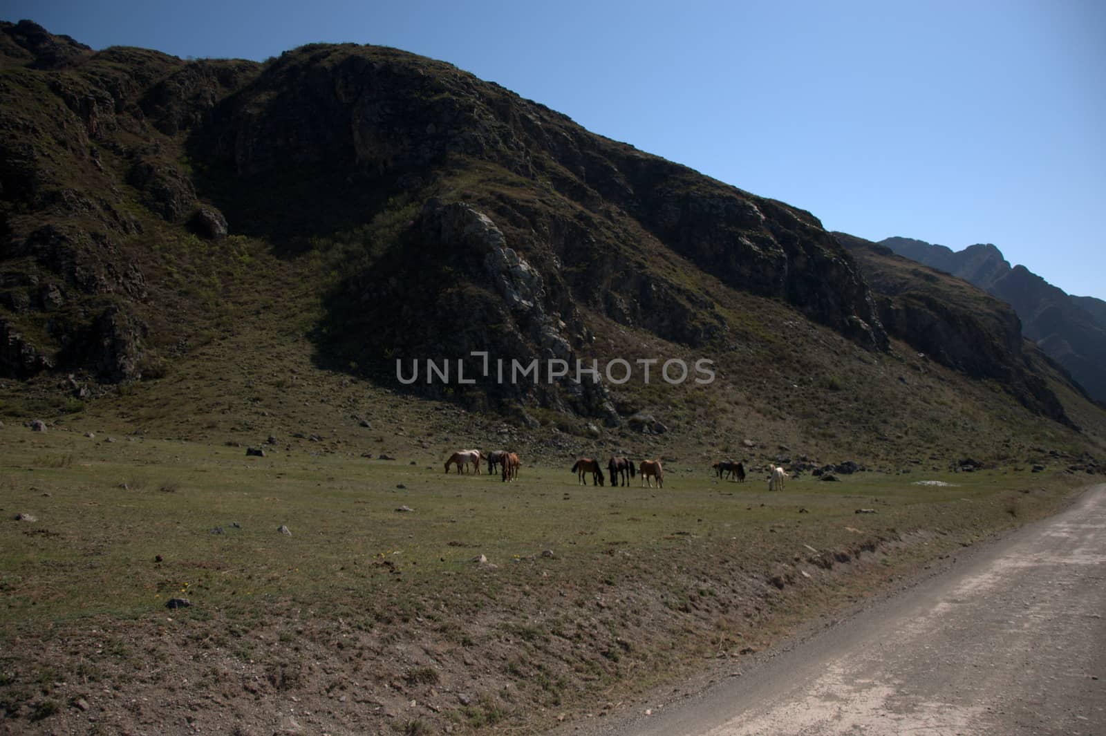 A dirt road runs along the bed of the Katun mountain river at the foot of the high hills where horses graze. Altai, Siberia, Russia.