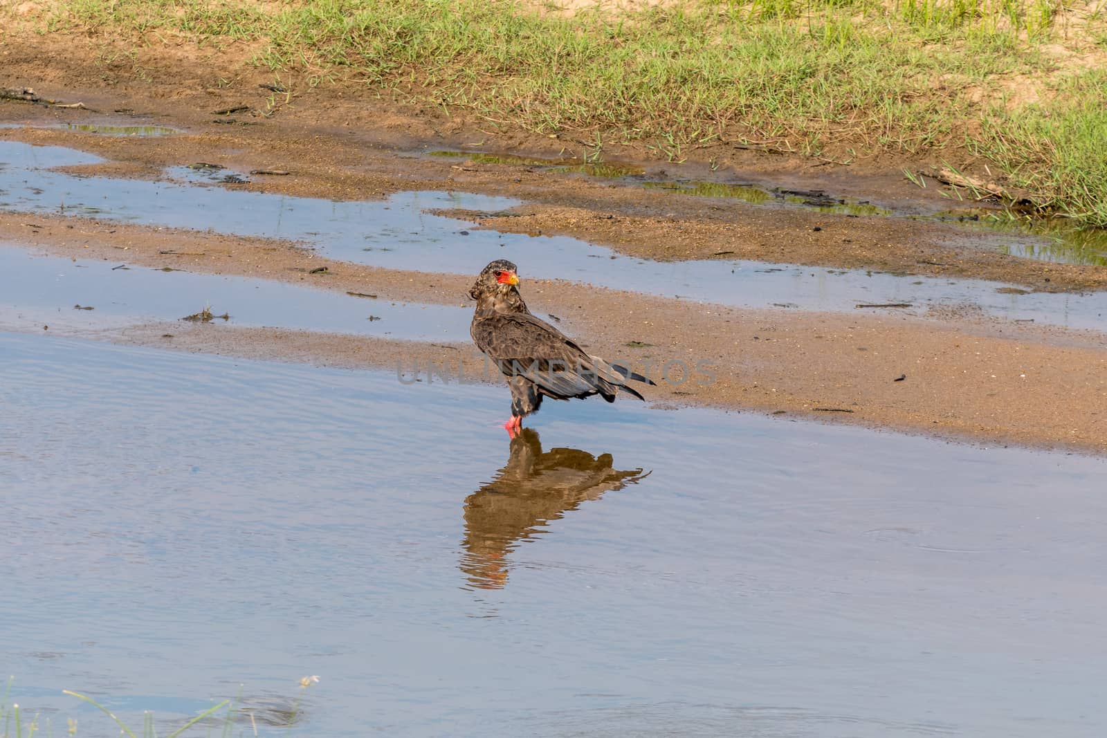 A bateleur, Terathopius ecaudatus, standing in a river and looking backwards