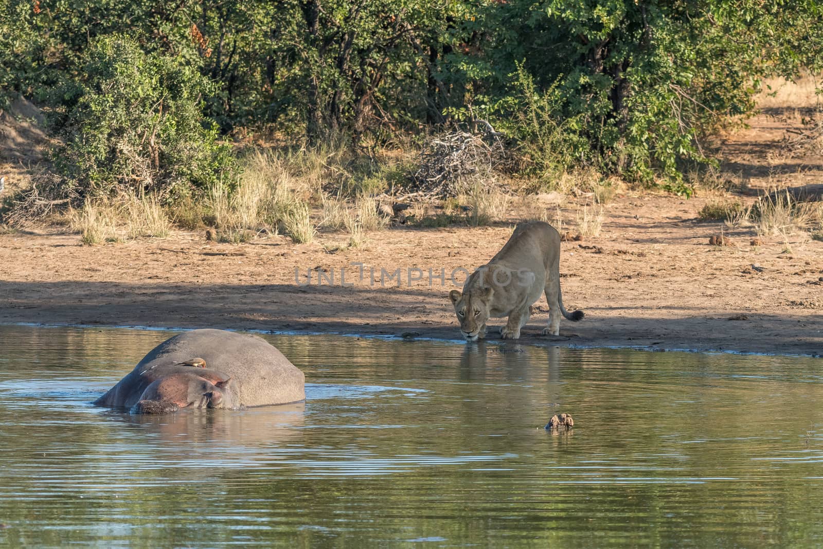 A sleeping hippo in a dam, a red-billed oxpecker and a lioness drinking water