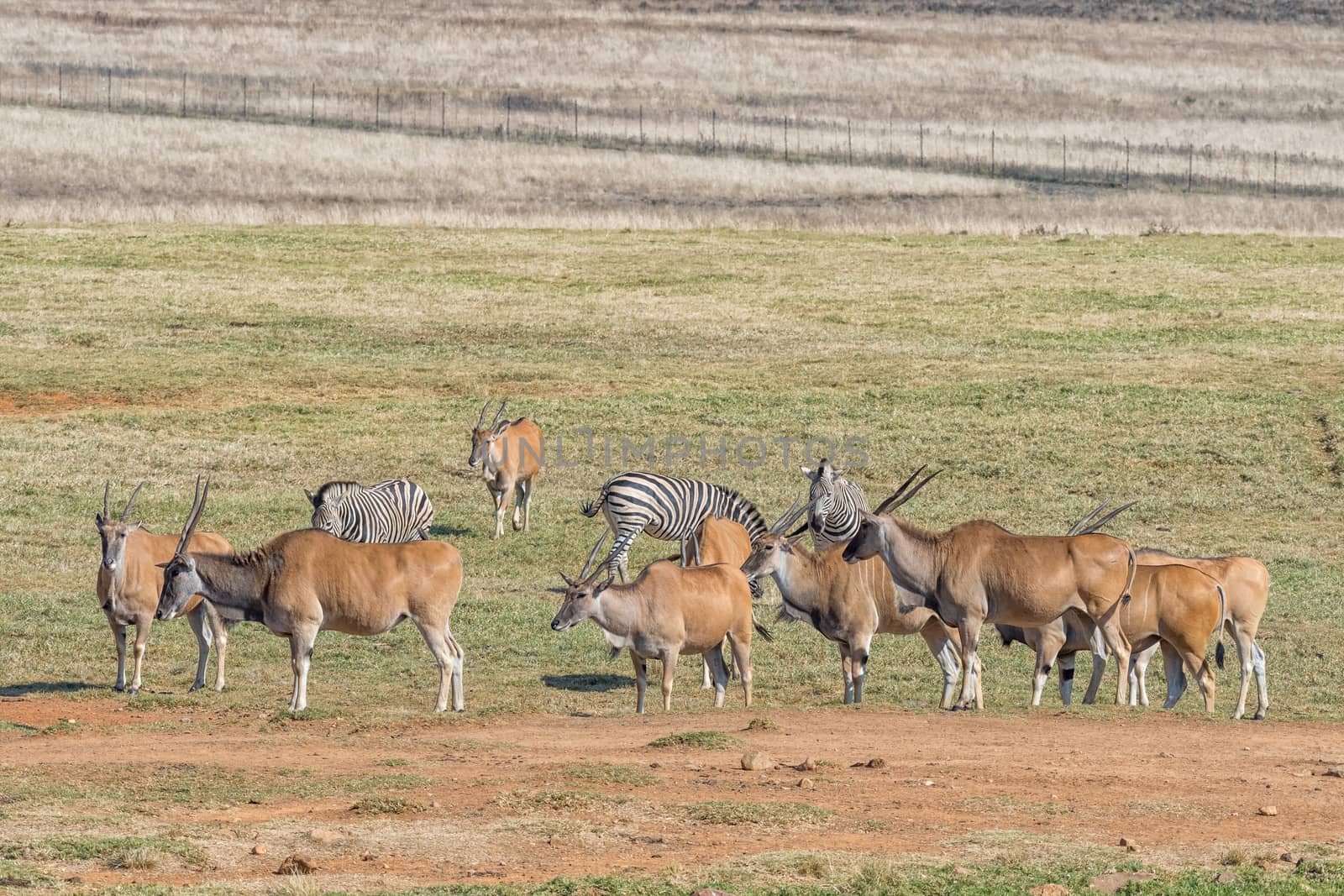Burchells zebras and a herd of common eland in a grass field