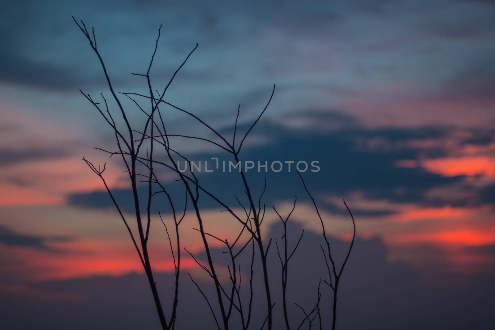 Beautiful silhouette of tree branches against the sky at sunset makes the sky is blue, orange, sparkling