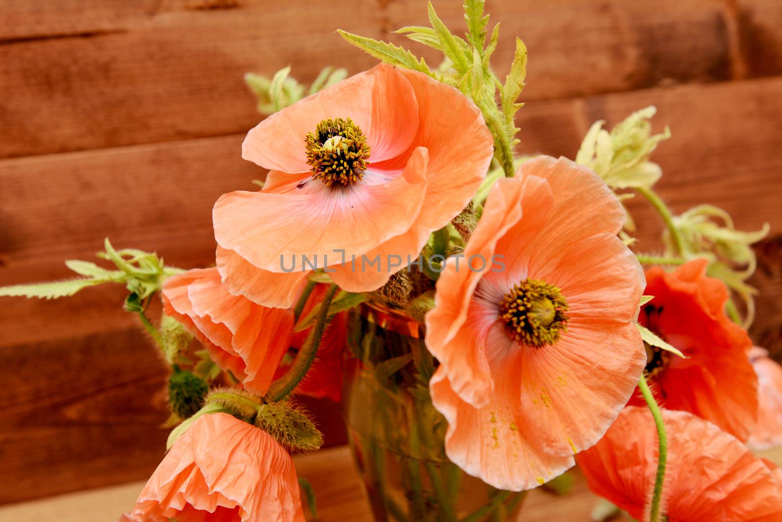 Pale pink poppies picked from the garden, in a vase against a wooden background