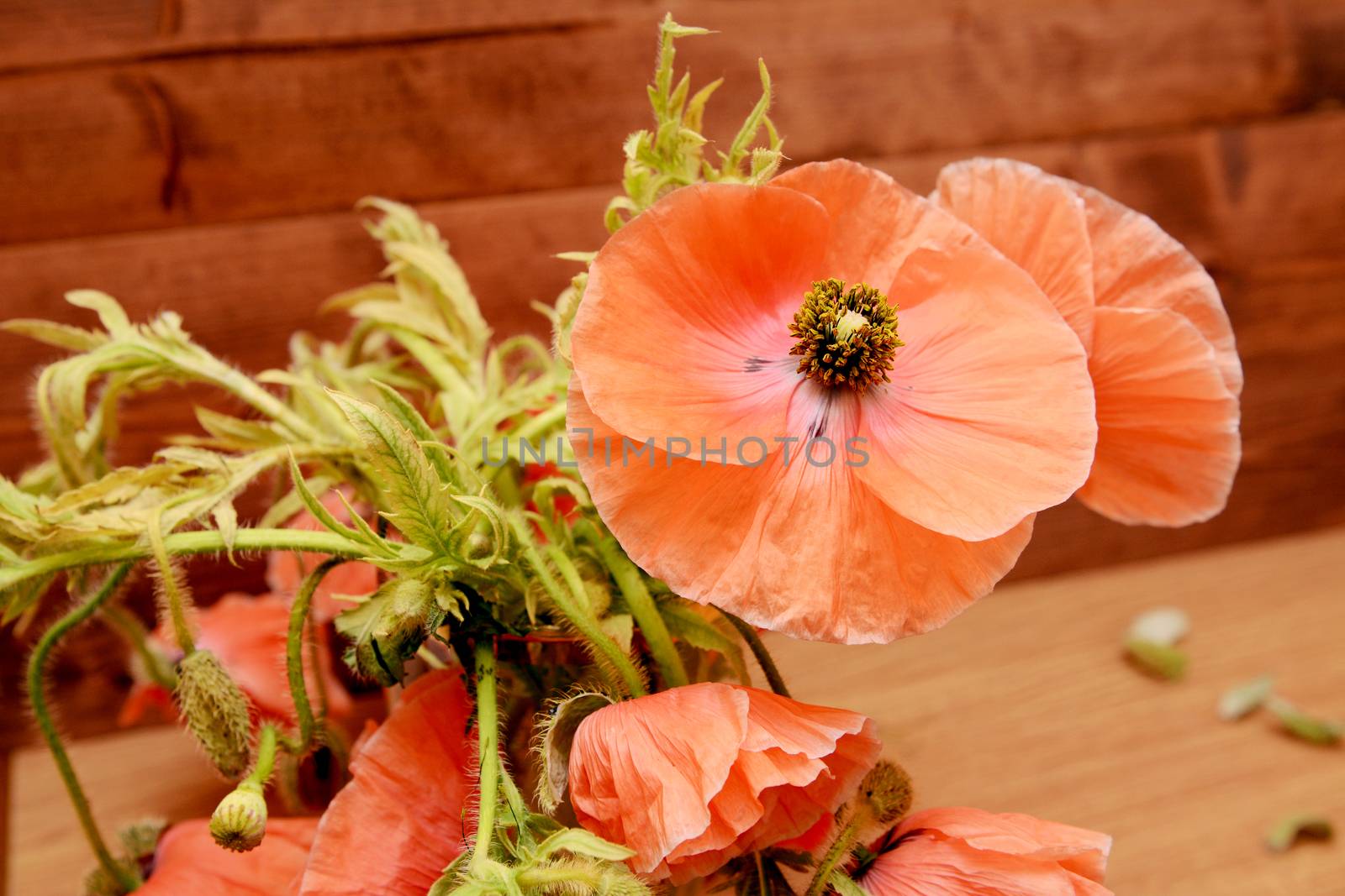 Pink poppy in selective focus among tangled foliage and flowers against a wooden background