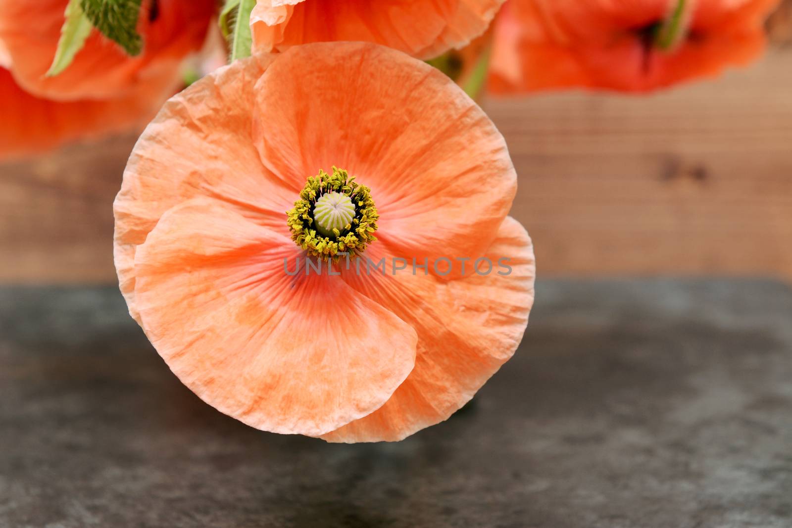 Poppy flower with pollen-laden stamen by sarahdoow