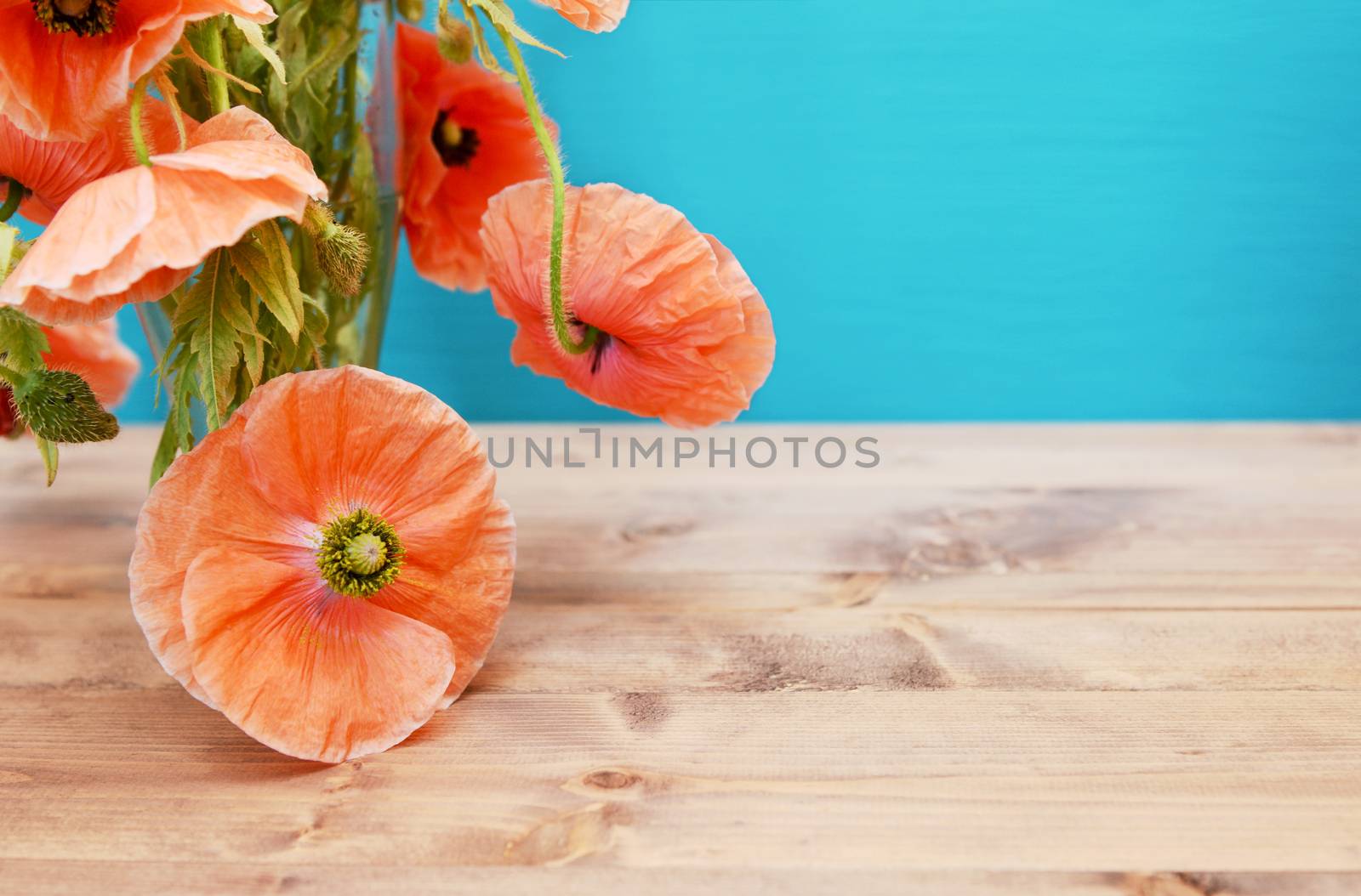 Detail of pink poppies with soft petals cascading from a glass vase on winding stems. Copy space on turquoise background and wooden table.