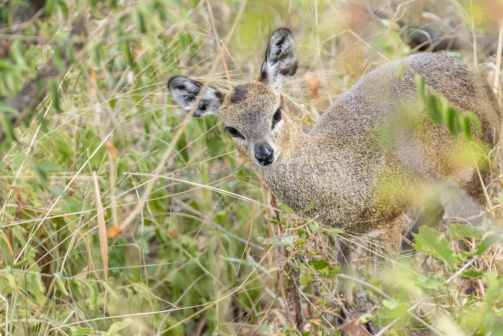 A klipsringer ewe, Oreotragus oreotragus, hiding between vegetation