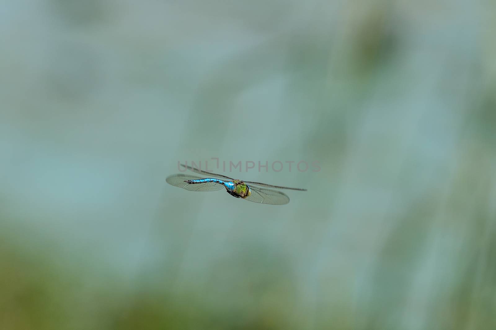 A blue emperor dragonfly, Anax imperator, in flight