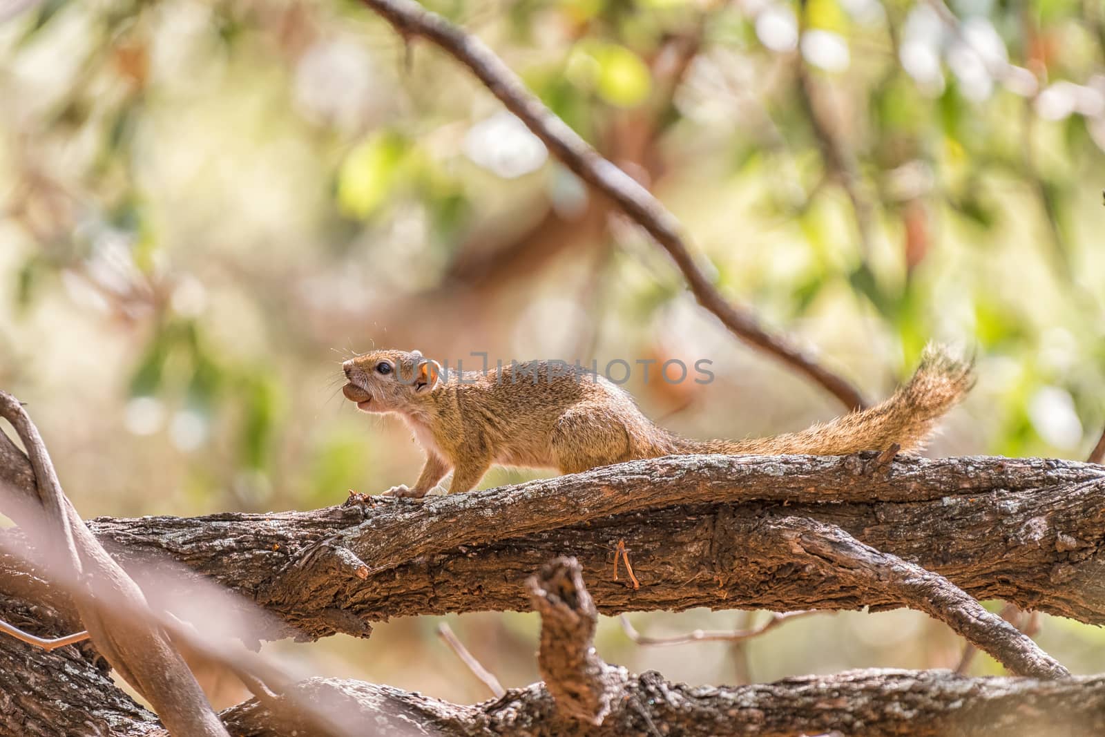 A tree squirrel, also called Smiths bush squirrel, Parexerus cepapi, with an acorn in its mouth