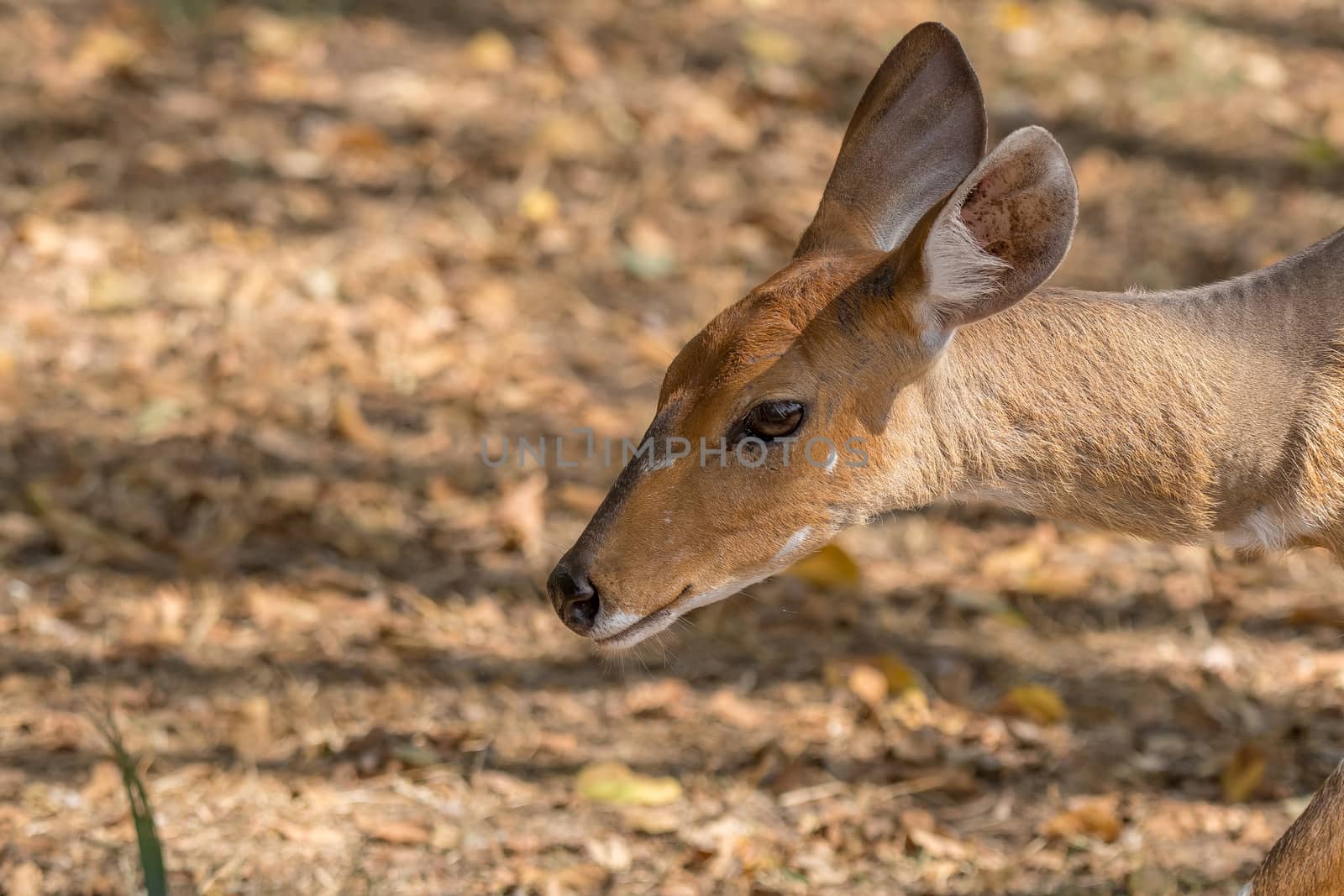 Head and neck of a bushbuck ewe, Tragelaphus scriptus