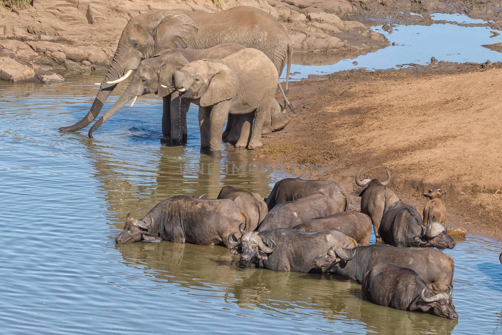 African elephants and cape buffaloes drinking water in a river
