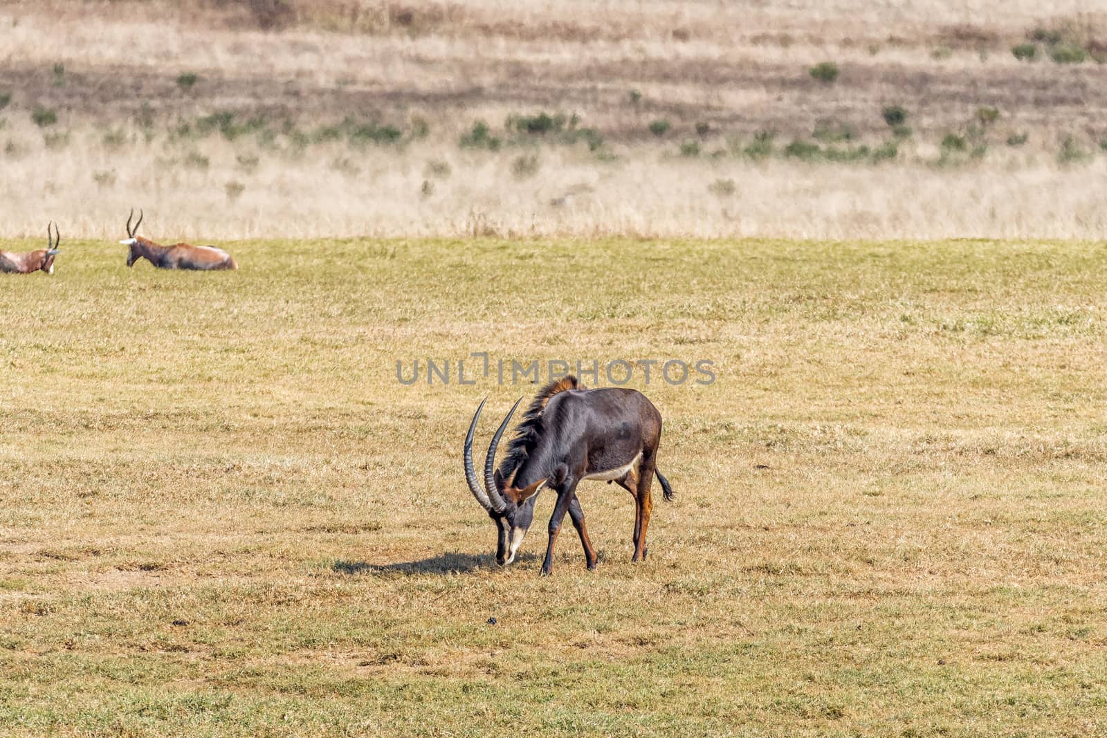 A sable antelope bull, Hippotragus niger, grazing in a grass field