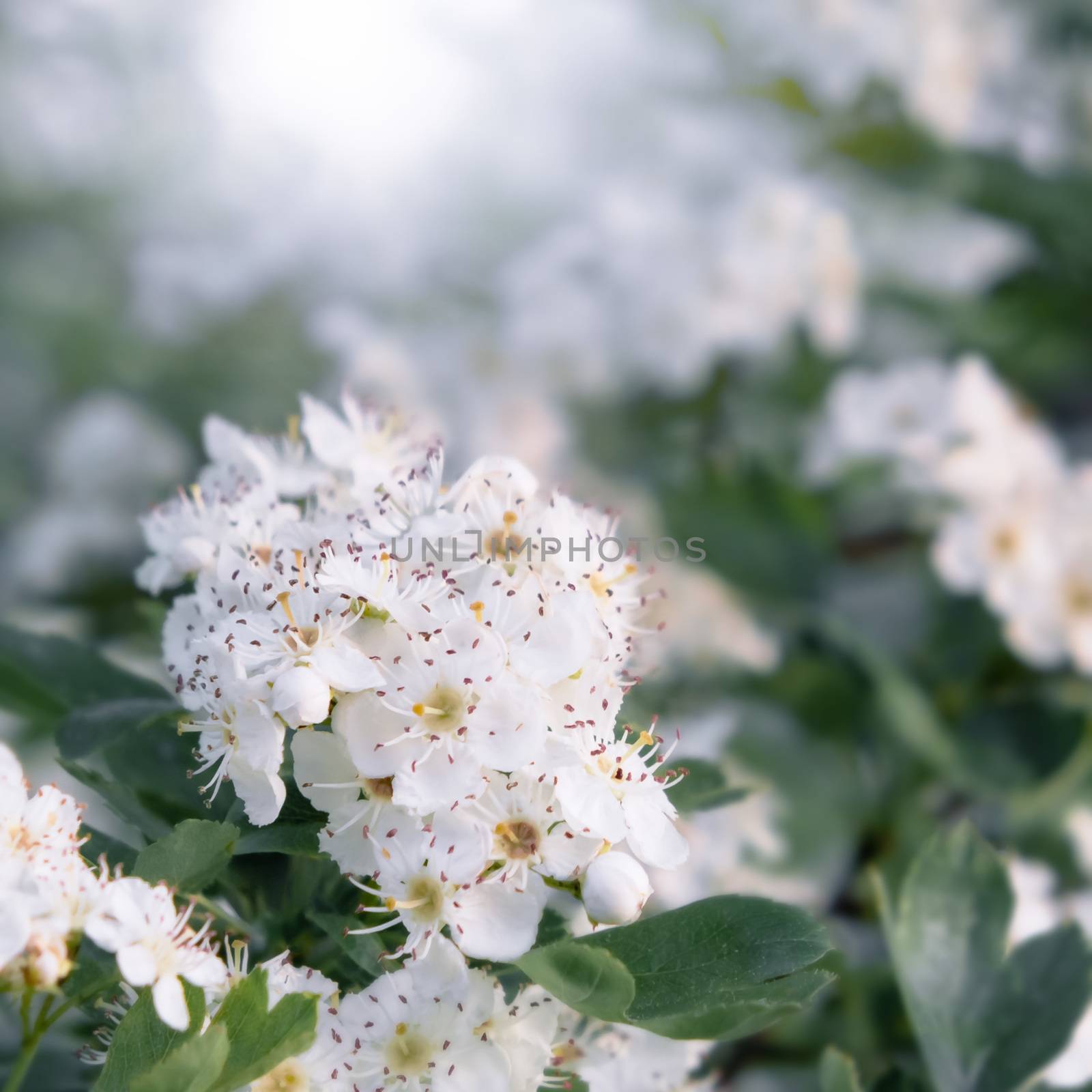 Delicate white flowers of hawthorn in the spring garden, close-up.