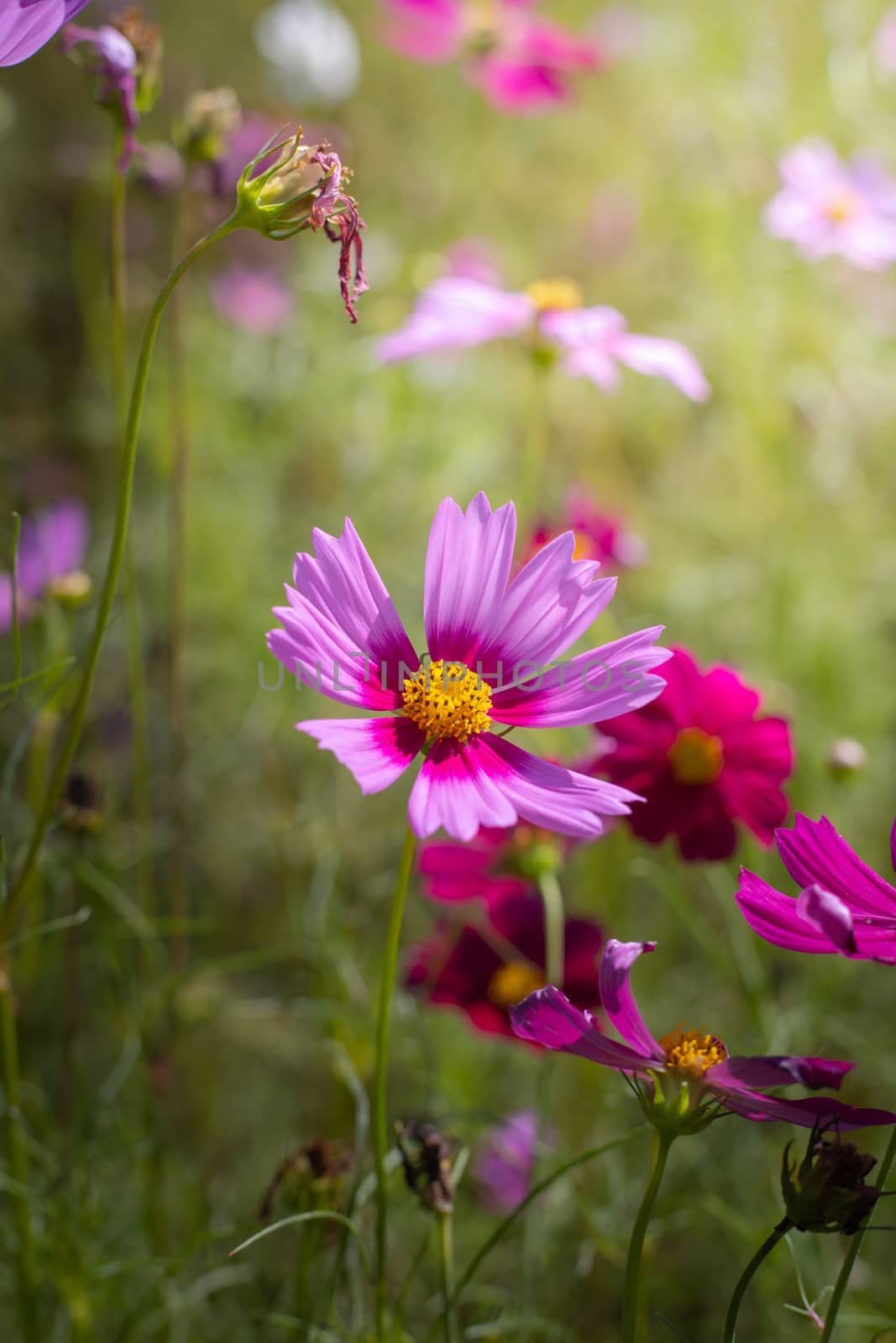 The background image of the colorful flowers, background nature